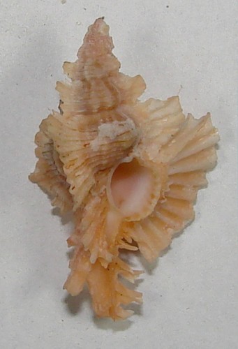 Murex orchidiflorus 50mm - murex, 27.50mm